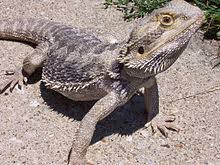 However, they do get sick, and you need to be on the lookout for some common signs of illness that may include anorexia, diarrhea, vomiting, sunken eyes, sleeping more, being. Animal Care Bearded Dragon Wikibooks Open Books For An Open World