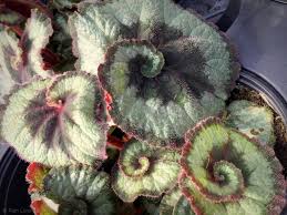 Concrete items, garden ornaments and cast leaves. Photo 61774 Begonia Escargot Plant Lust