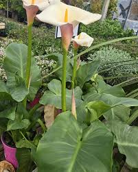 Image result for Zantedeschia aethiopica