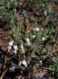 Image result for Hypoestes triflora