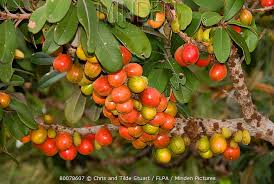 Image result for Englerophytum magalismontanum