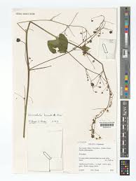 Image result for Wissadula