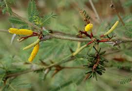 Image result for Acacia cornigera