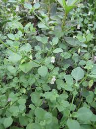 Family owned bellflower missouri florist local flower hand delivery mo Weed Vine With White Bell Shaped Flowers