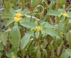 Image result for Flaveria trinervia