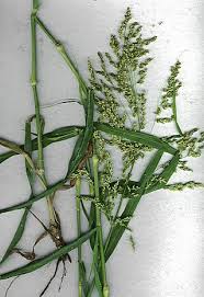 Image result for Panicum arcurameum
