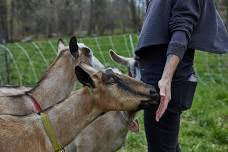 Sage Farm Tour And Cheese Tasting