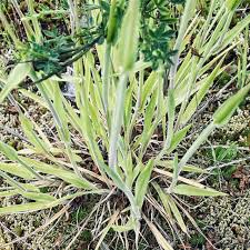 Image result for Holcus