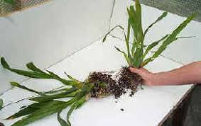 Image result for orchid cuttings