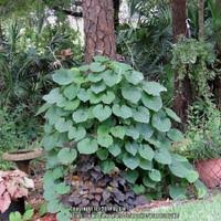 Image result for Stictocardia beraviensis