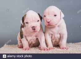 Only guaranteed quality, healthy puppies. American Bulldog Teeth Stockfotos Und Bilder Kaufen Alamy