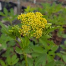 Image result for Asclepias aurea
