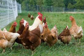 Favorite this post jul 3. Where Can I Buy Organic Free Range Chicken Near Me