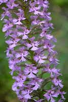 Image result for Chamaecrista wittei