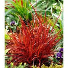 Chinaschilf Red Chief 1 Pflanze Baldur Garten Gmbh Gras Pflanzen Graser Pflanzen