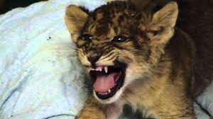 Lion Cub Gives Us His Best Roar Youtube
