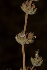 Image result for Dicliptera verticillata