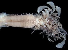 Image result for Acritochaete