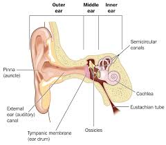 Maybe you would like to learn more about one of these? What Happens To Your Ears During A Flight