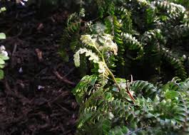 Image result for Adiantum hispidulum