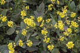 Yellow rockets have basal leaves that are 2 to 8 inches long and are dark green and shiny in color. Wild Mustard Herbal Use Learn How To Use Wild Mustard Plants