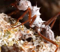 Check spelling or type a new query. The Presence Of Ants Can Help The Dragon Fruit Pollination Agriculture