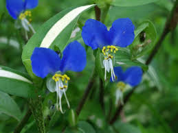 Image result for Commelina saxosa