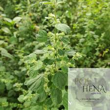 Image result for Aeollanthus suaveolens