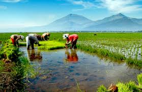Lingkungan hidup manusia terdiri atas lingkungan alam, lingkungan, sosial, budaya dan ekonomi. Hubungan Manusia Dengan Lingkungan Alam Media Pendidikan