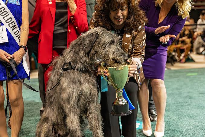 Best in Show 2026 - The Animal Foundation