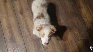 We did not find results for: 8 Week Old Australian Shepherd Puppy Sadie Learning The Basics Houston Dog Training Youtube