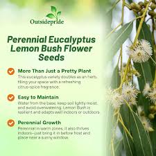 Image result for Eucalyptus citriodora