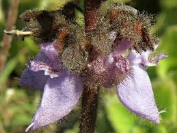 Image result for Coleus calycinus