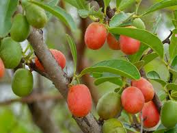 Image result for Ximenia afra