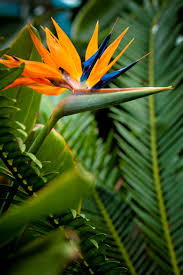 Mature Bird Of Paradise Plant For Sale Bird Of Paradise Birds Of Paradise Flower Birds Of Paradise Birds Of Paradise Plant