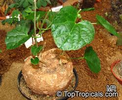 Image result for Pyrenacantha