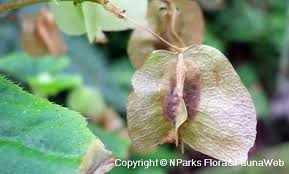Begonias form seed pods behind the female flower heads that dry and split open dispersing the seeds onto the ground. Begonia Hirtella Link