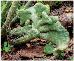 Image result for Pyrenacantha kirkii