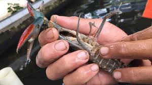 Kita hanya perlu menyesuaikan dari jadwal pakan dan cek secara berkala keberhasilan pemijahannya setiap minggu. Keuntungan Bisnis Lobster Air Tawar Yang Bikin Ngiler Kumparan Com