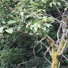 Image result for Vangueria