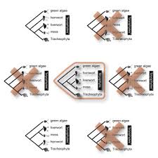 Liverworts and hornworts are two divisions of bryophytes. The Interrelationships Of Land Plants And The Nature Of The Ancestral Embryophyte Current Biology