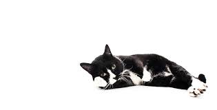 We did not find results for: Mohawk Alley Animal Hospital Mohawk Alley Animal Hospital