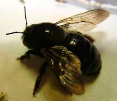 Pin On Carpenter Bees Sting