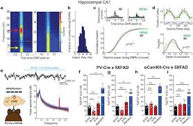 We did not find results for: 5xfad Mice Have Reduced Power In Gamma During Hippocampal Swrs A Download Scientific Diagram