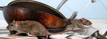 However, if your rat problem does not trapping or baiting is another effective method to get rats out of your house. Types Of Rats In Western Us Western Exterminator
