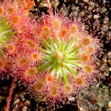 Image result for Drosera pilosa