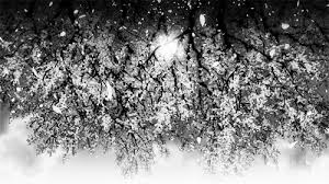 Black And White Anime Aesthetic Gif Https Encrypted Tbn0 Gstatic Com Images Q Tbn 3aand9gcqrx65868rlld Stkkkmixmaxboajttx 3vpq Usqp Cau