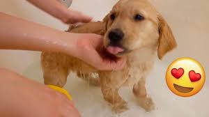 Ahh, i've never been cozier in my life. Golden Retriever Puppy Gets First Bath Youtube