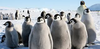 The plumage of the penguins is thick. Was Penguin Evolution Driven By A Cooling Antarctic