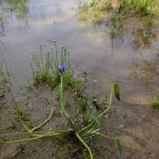 Image result for Eriocaulon bongense